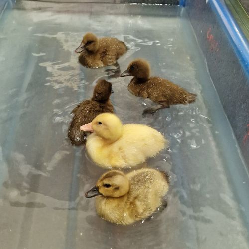 Ducklings Visit